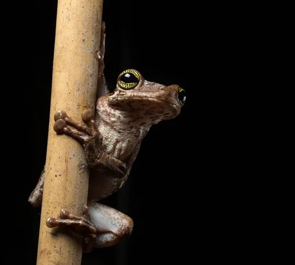 熱帯木のカエル Osteocephalus Taurinus 美しい色の目を持つアマゾン Raon フォレストからアオガエルのなかま 夜エキゾチックな両生類のマクロ — ストック写真