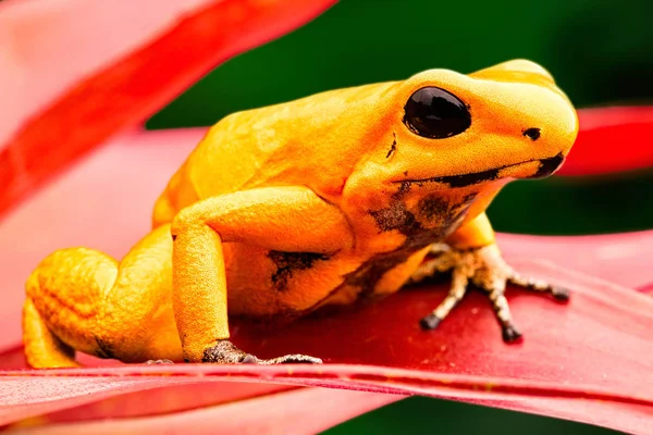 Most poisonous poison dart frog, Phyllobates terribilis. Macro of beautiful dartfrog and amphibian. Deadly animal from the tropical Amazon rain forest in Colombia.