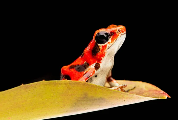 イチゴ毒矢カエルから 雨の森のボカ トロス パナマ 美しい有毒動物 — ストック写真