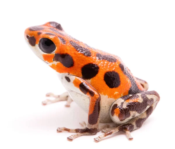 Giftpfeil Oder Pfeilfrosch Eine Wunderschöne Orangefarbene Amphibie Tropischen Giftigen Regenwald — Stockfoto