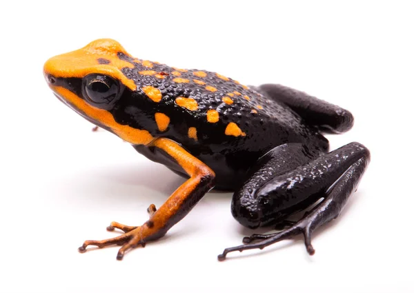 Poison Dart Arrow Frog Ameerega Silverstonei Orange Poisonous Animal Amazon — Stock Photo, Image