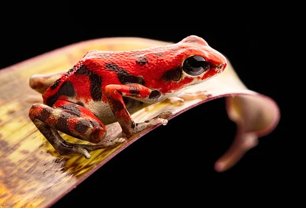 Rode Aardbei Pijlgifkikkers Kikker Panama Regenwoud Het Eiland Bastimentos Bocas Stockafbeelding