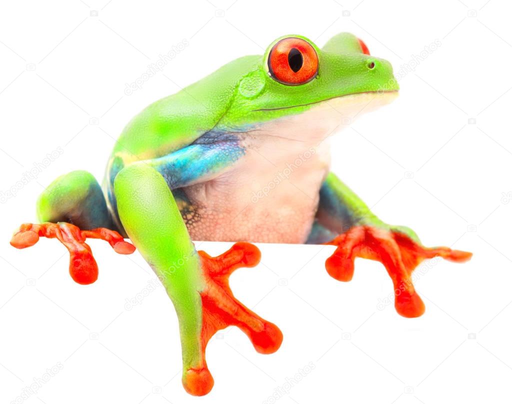 Red eyed monkey  tree frog from the tropical rain forest of Costa Rica and Panama. A curious funny animal with vibrant eyes looking over isolated on a white background.
