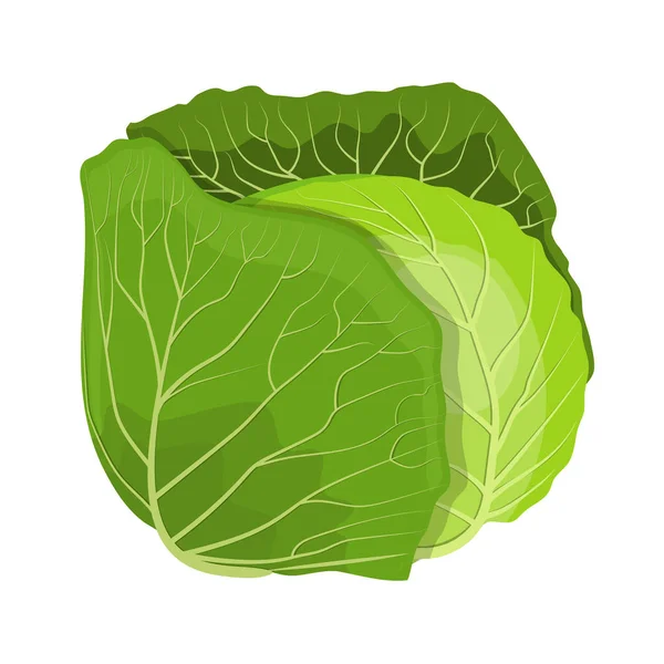 Fresh green cabbage vegetable — Stock Vector