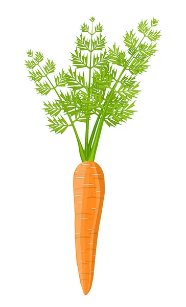 Zanahoria vegetal aislada en blanco . — Vector de stock