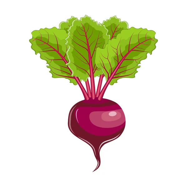 Flat icon beet with leaves. — Stock Vector