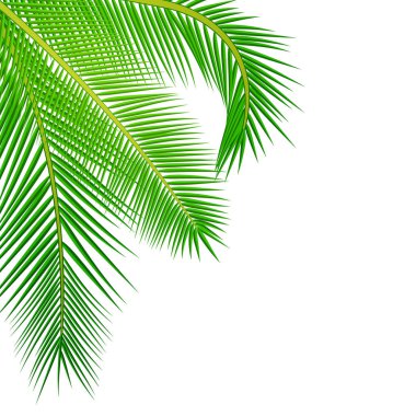 palmiye yaprakları arka plan.