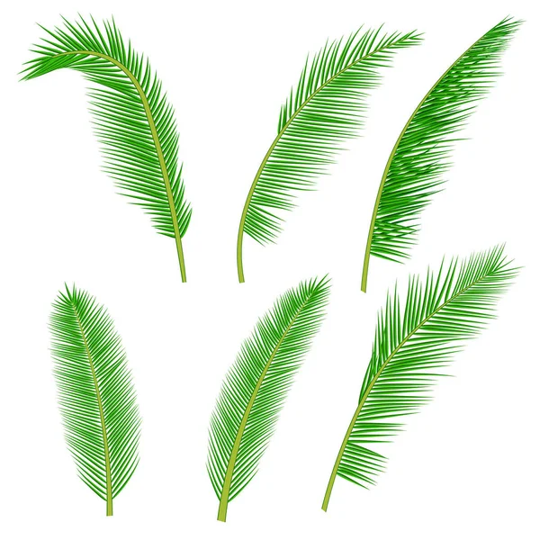 Colectarea frunzelor de palmier tropical — Vector de stoc