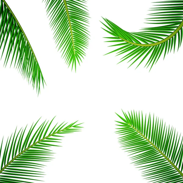 Palm leaves background. — Stock Vector
