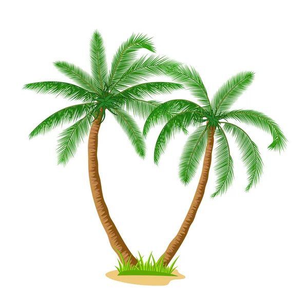 Uma palmeira —  Vetores de Stock