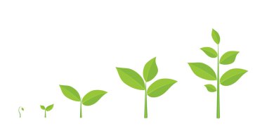 Aşama bitki büyüyen.