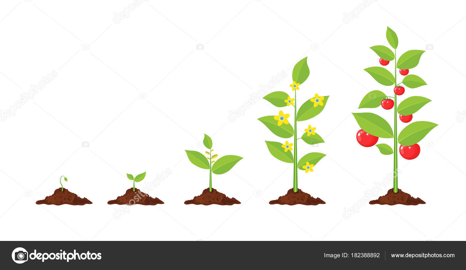 Growth of plant, from sprout to vegetable. — Stock Vector © drogatnev ...