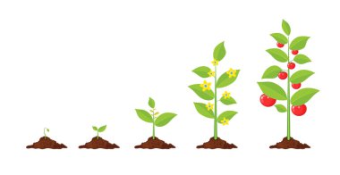 Bitki, sebze Filiz büyüme.