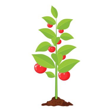 Dekoratif sebze ağaç.