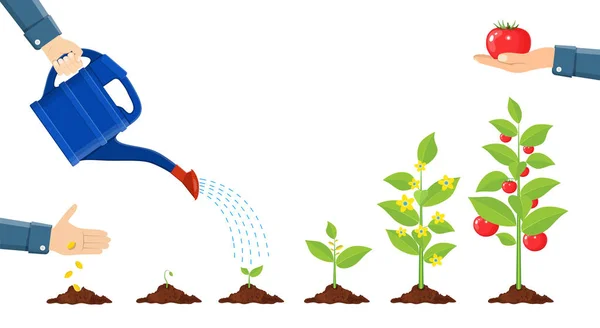 Wachstum der Pflanze im Topf, vom Keimling bis zum Gemüse. — Stockvektor