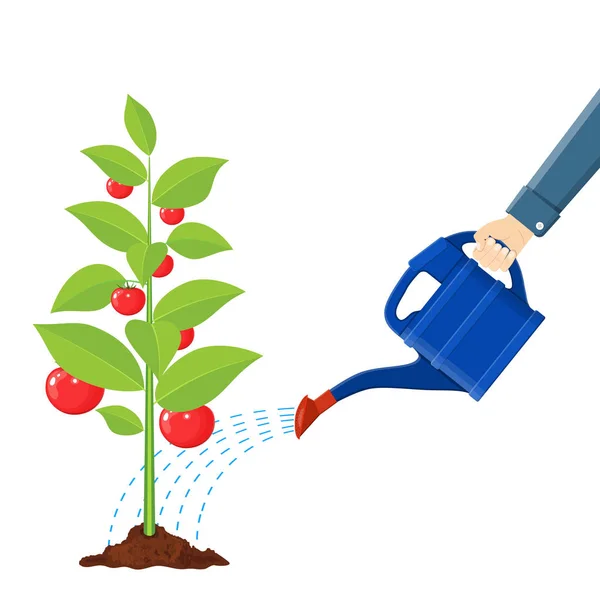 Mano riego árbol de fruta dinero con lata . — Vector de stock