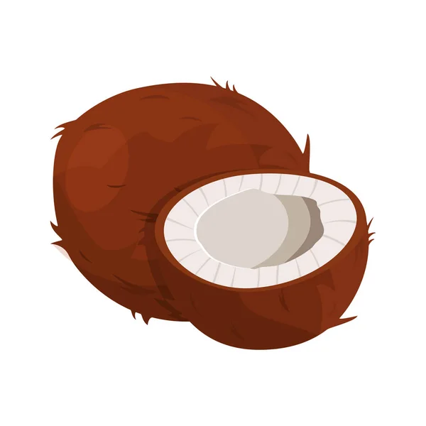 Reife Kokosnüsse und halbe Kokosnuss auf weiß. — Stockvektor