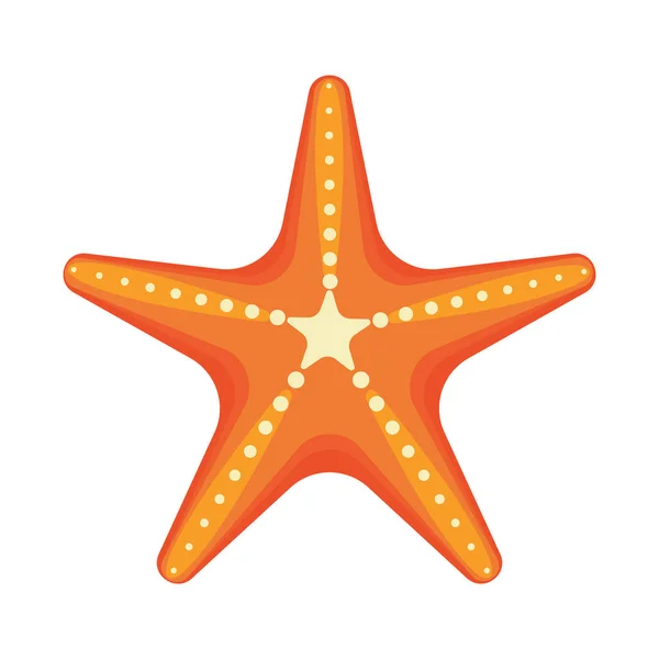 Estrella de mar estrella de mar del Caribe sobre un fondo blanco — Vector de stock