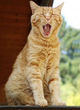 Kırmızı kedi esneme 