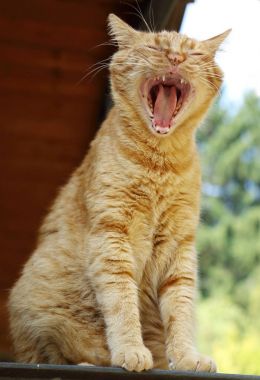 Kırmızı kedi esneme