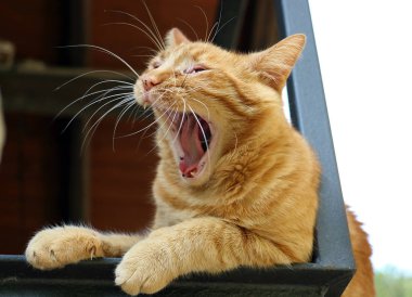 Kırmızı kedi esneme 