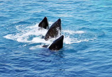 Katil balinalar (Orcinus Orca)