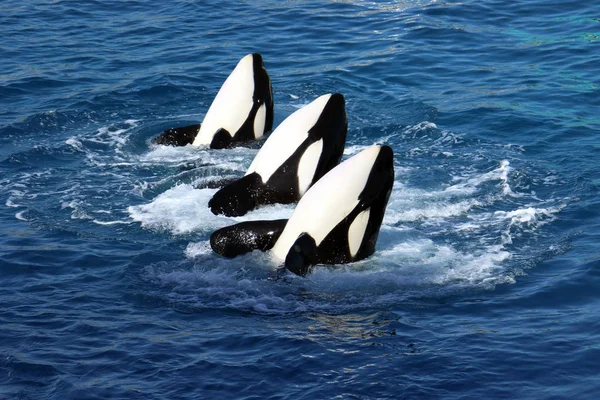 Baleias assassinas (Orcinus Orca ) — Fotografia de Stock