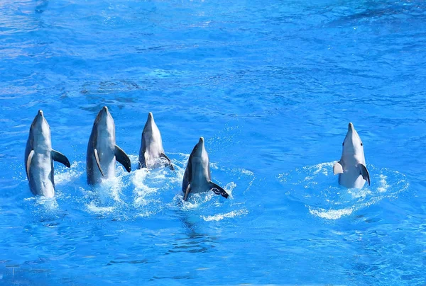 Golfinhos no parque aquático — Fotografia de Stock