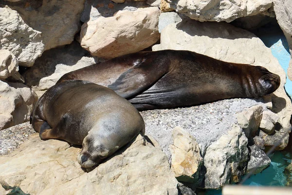 Leões marinhos dormindo em uma rocha em um parque aquático — Fotografia de Stock