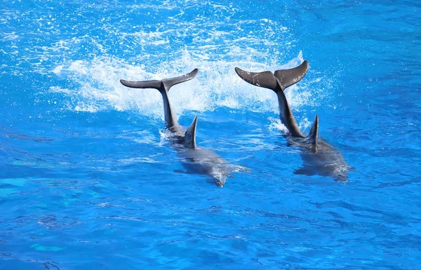 Delfine schwimmen im Aquarium — Stockfoto