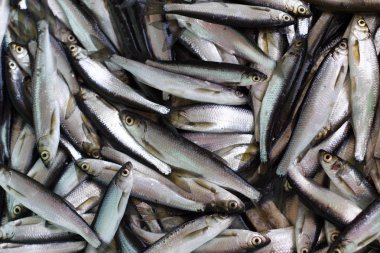 taze balık yakalamak.