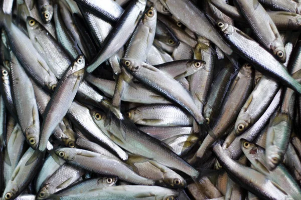 Cattura di pesce fresco . — Foto Stock
