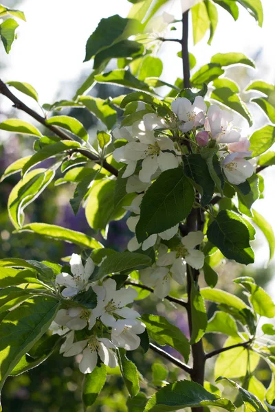 Arbusto de manzana floreciente. Orientación horizontal — Foto de Stock