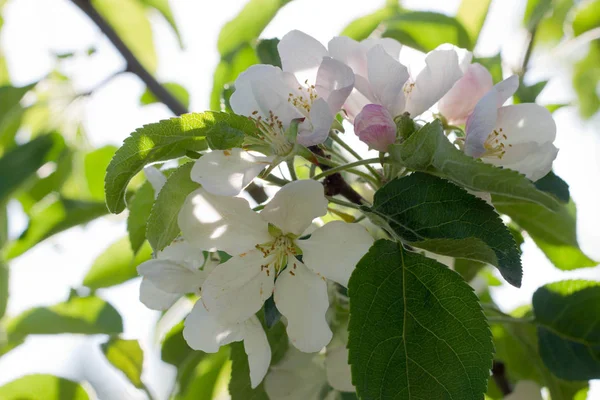 Arbusto de manzana floreciente. Orientación horizontal —  Fotos de Stock