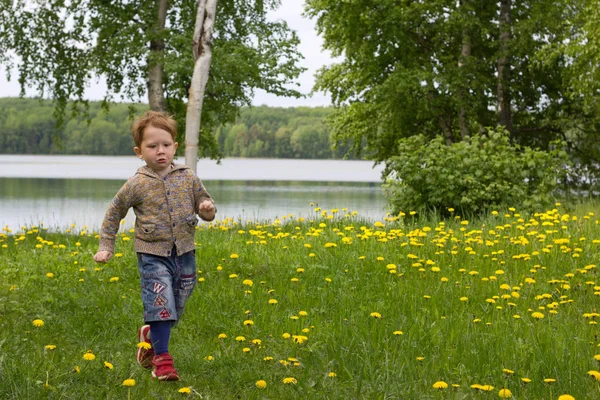 Dandelions alanında çalışan küçük çocuk — Stok fotoğraf