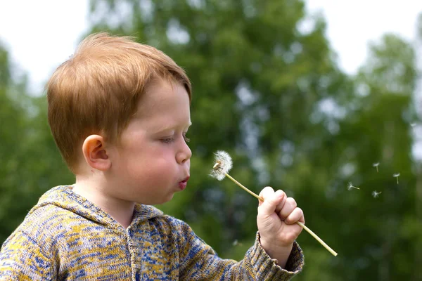 Little boy in the field of dandelions — Stock Photo, Image