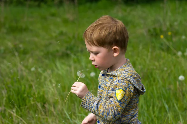 Niño en el campo de los dientes de león — Foto de Stock