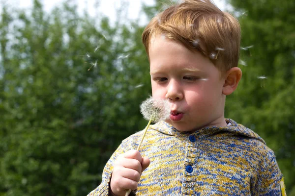 Niño en el campo de los dientes de león —  Fotos de Stock