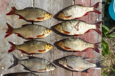 Taze balık Avrupa roach