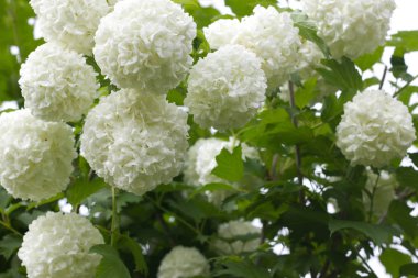 Bir guelder gül çiçek açması bush.