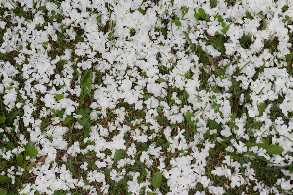 Fallna blommor i gräset — Stockfoto