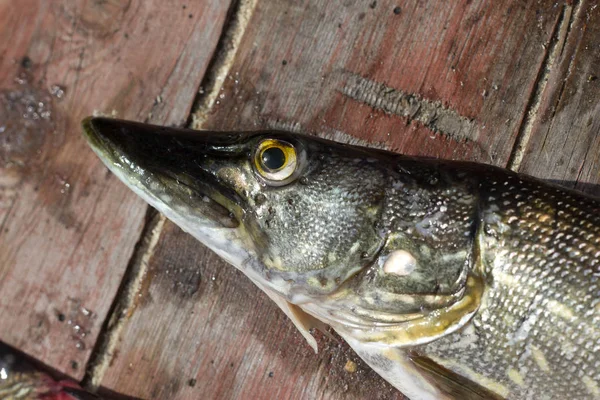 Pike φρέσκο ψάρι — Φωτογραφία Αρχείου