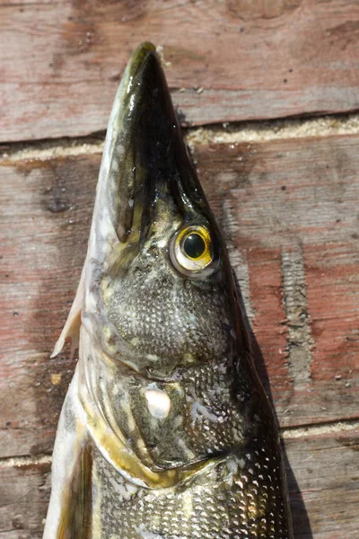 Lucio de pescado fresco —  Fotos de Stock