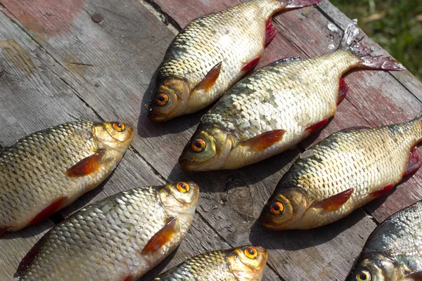 Pesce fresco Scarafaggio europeo — Foto Stock