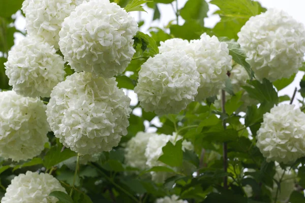 Arbusto floreciente de una rosa guelder . —  Fotos de Stock