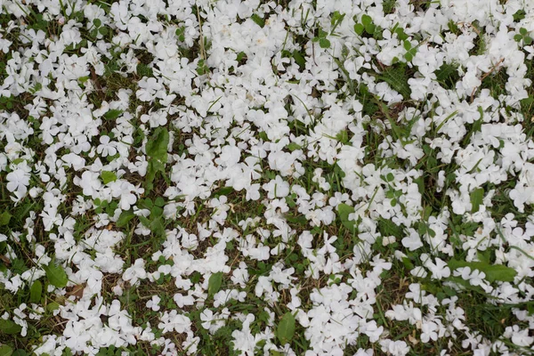 Flores caídas en la hierba —  Fotos de Stock