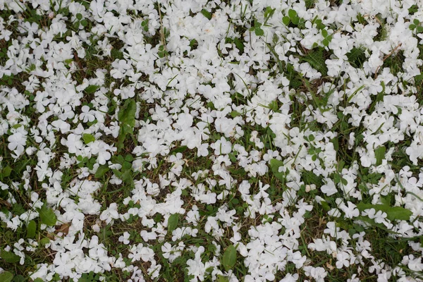 Fallen λουλούδια στο γρασίδι — Φωτογραφία Αρχείου