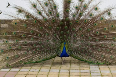 Parkta yürüyüş güzel yeşil tavus kuşu