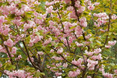 Çiçekli şeftali dalları.