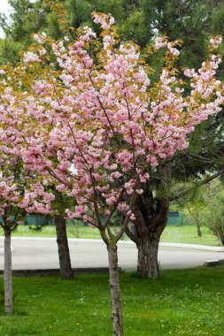 Çiçekli şeftali dalları.